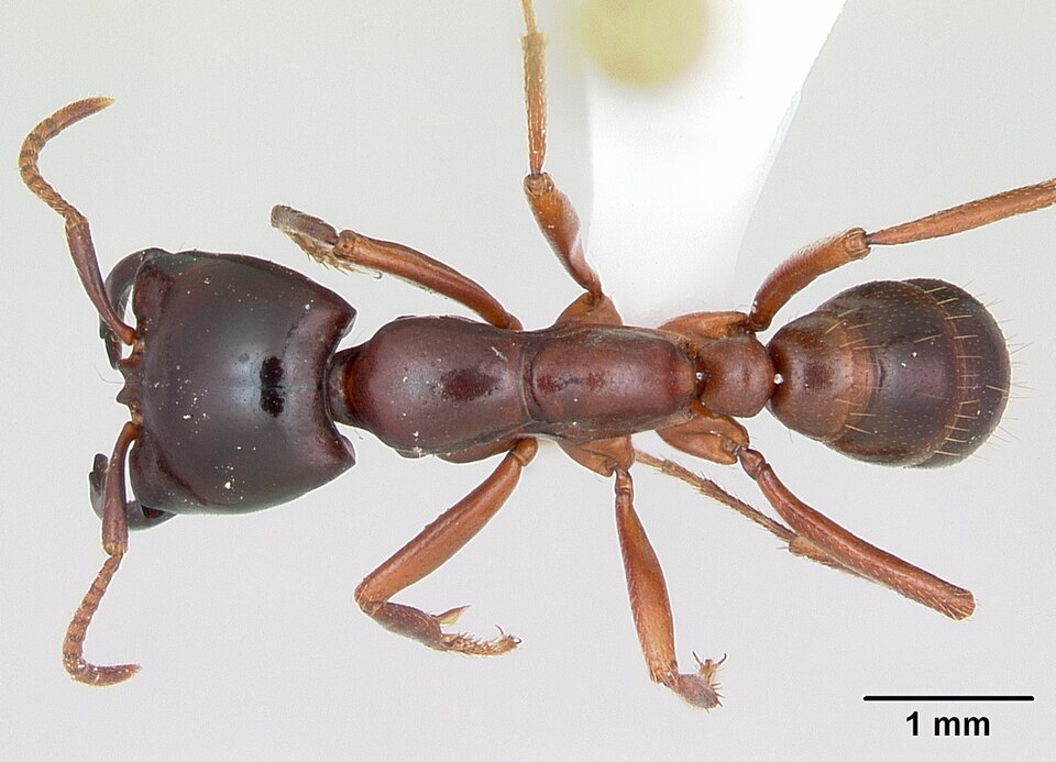 Photo of Driver ant