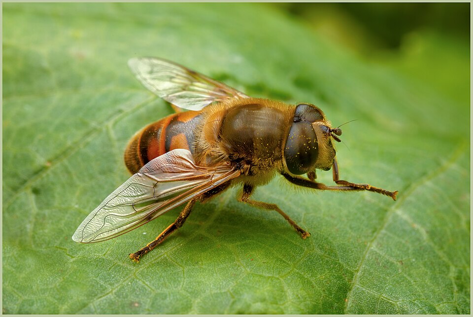 Photo of Drone fly