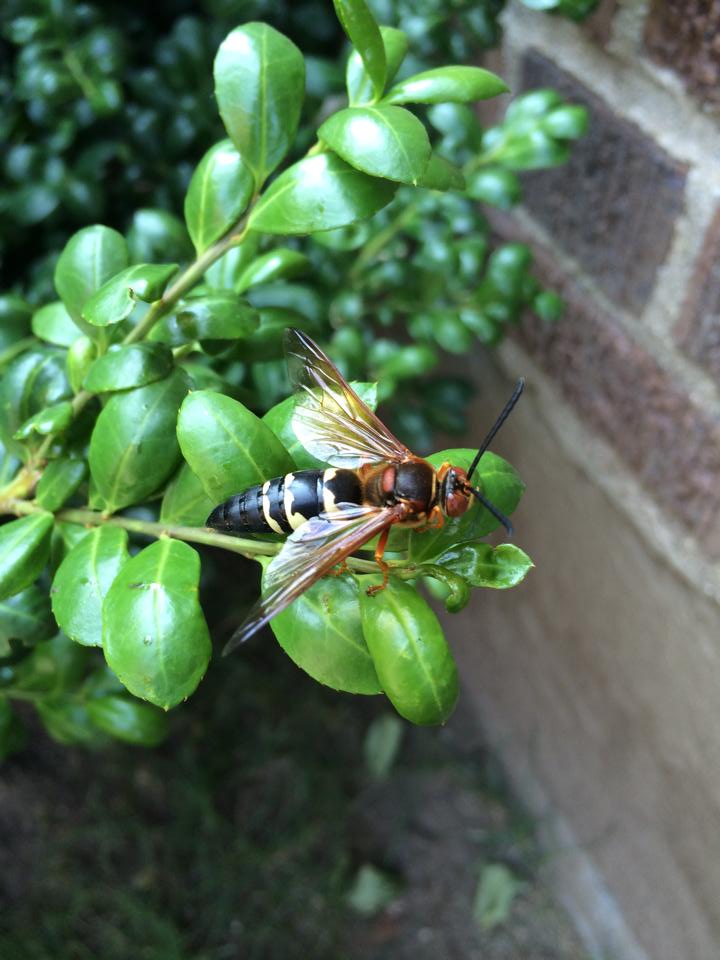 Photo of Eastern cicada killer
