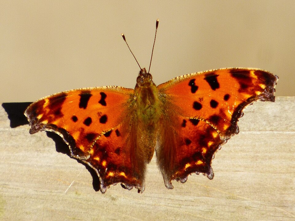 Photo of Eastern comma