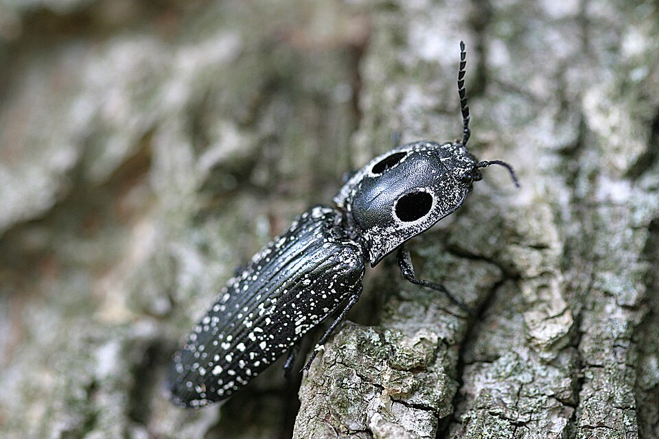 Photo of Eastern eyed click beetle