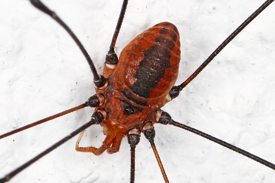Photo of Eastern harvestman