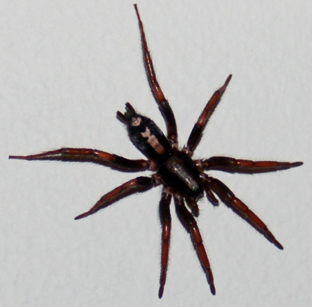 Photo of Eastern parson spider