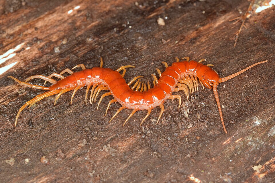 Photo of Eastern red centipede