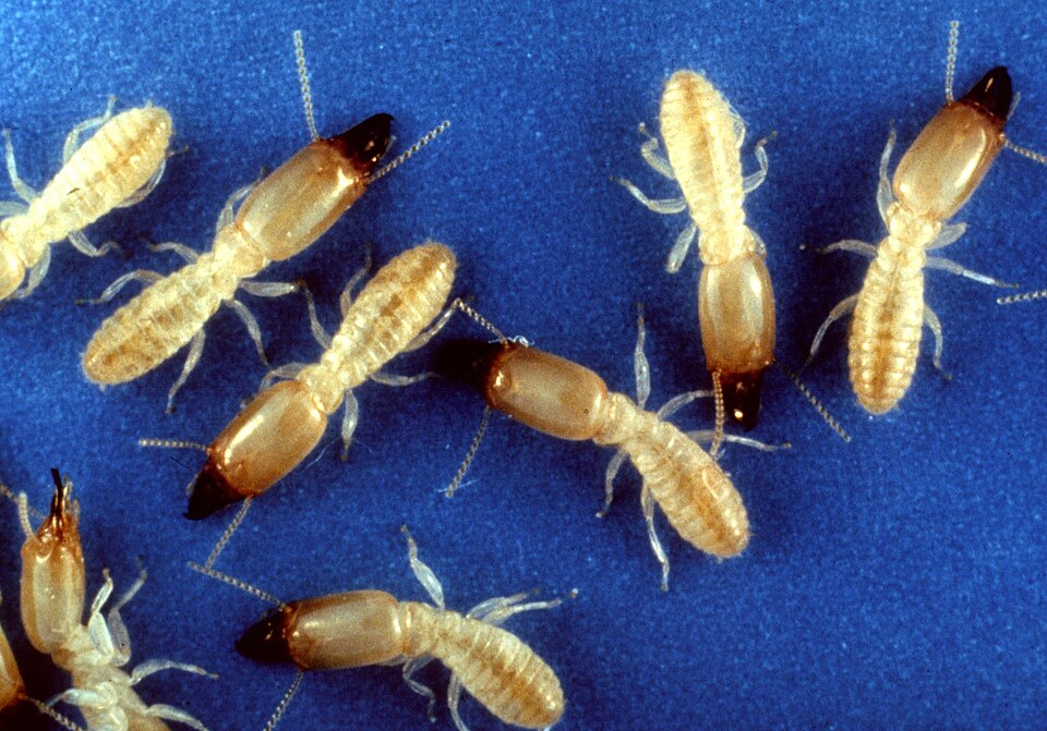 Photo of Eastern subterranean termite