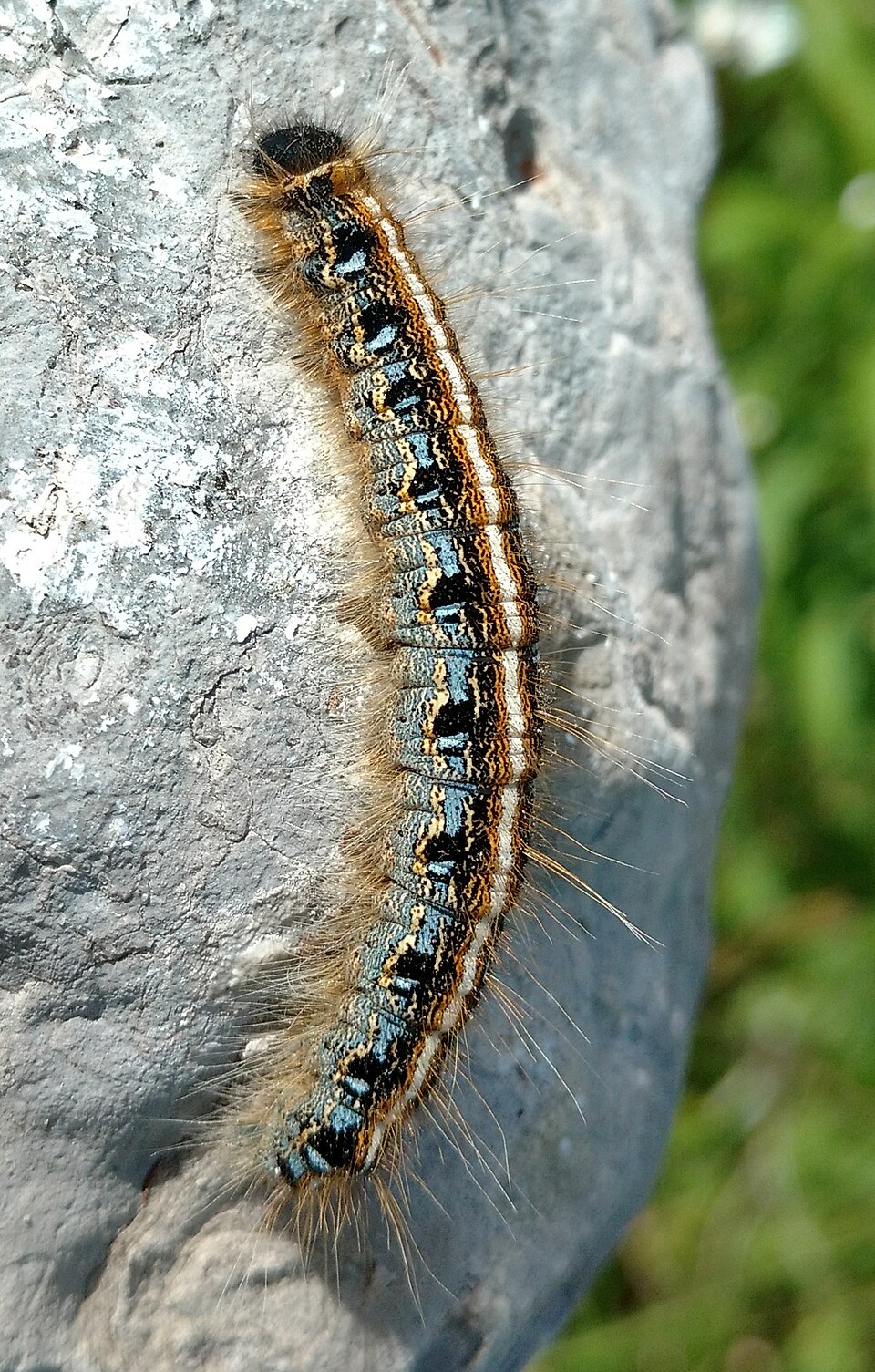 Photo of Eastern tent caterpillar