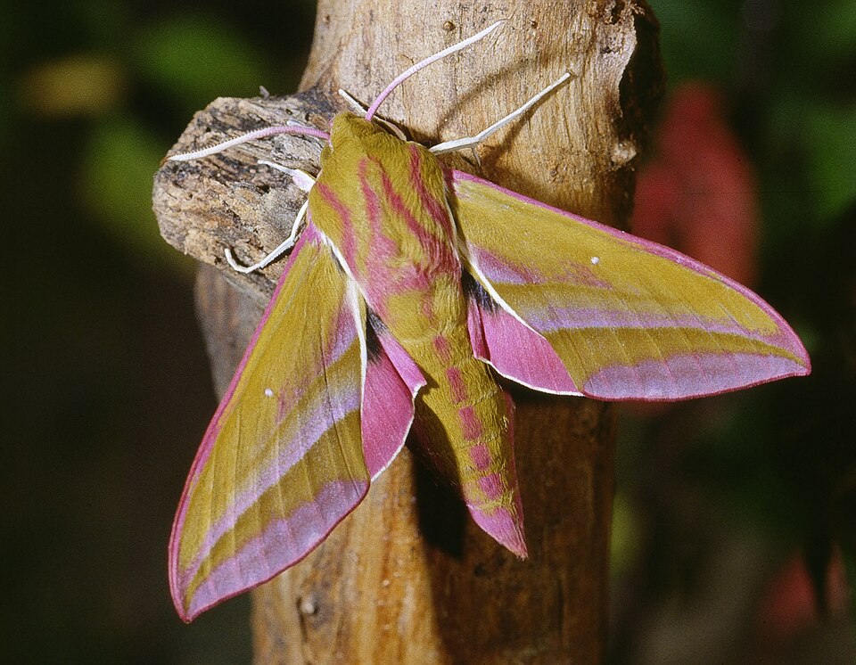 Photo of Elephant hawk-moth