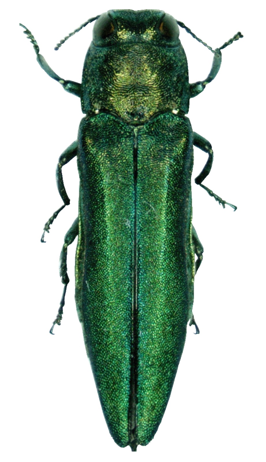 Photo of Emerald ash borer
