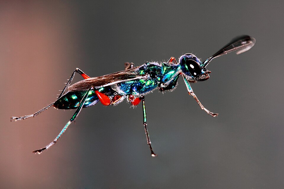 Photo of Emerald cockroach wasp