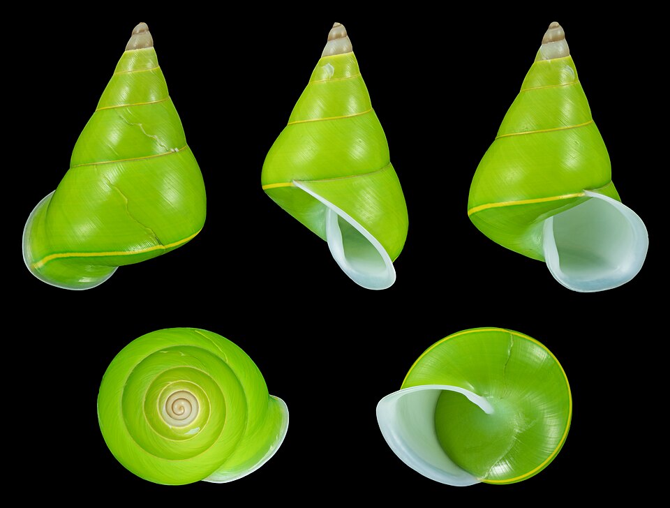 Photo of Emerald green snail