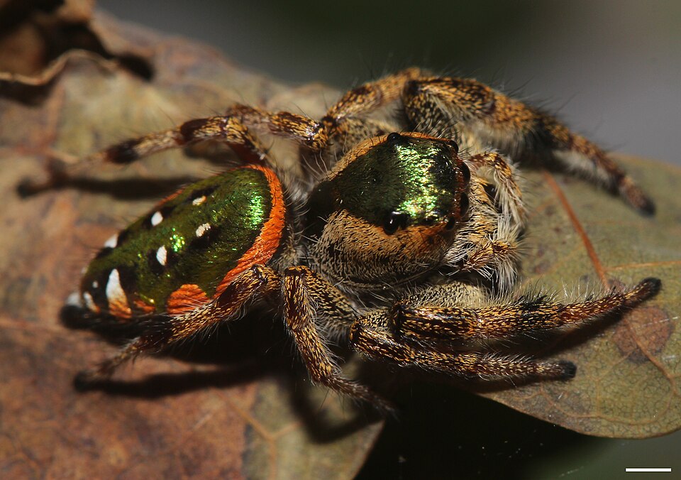 Photo of Emerald jumper