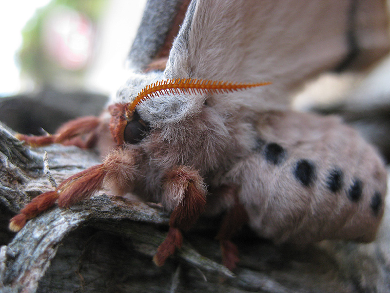 Photo of Emperor gum moth