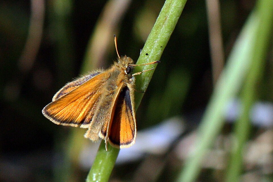 Photo of Essex skipper