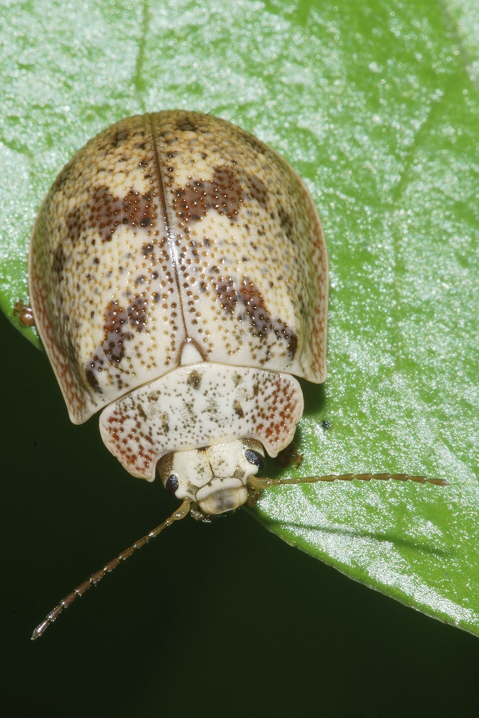 Photo of Eucalyptus tortoise beetle
