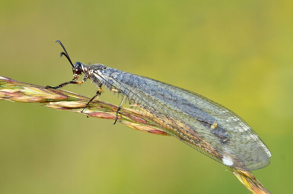 Photo of European antlion