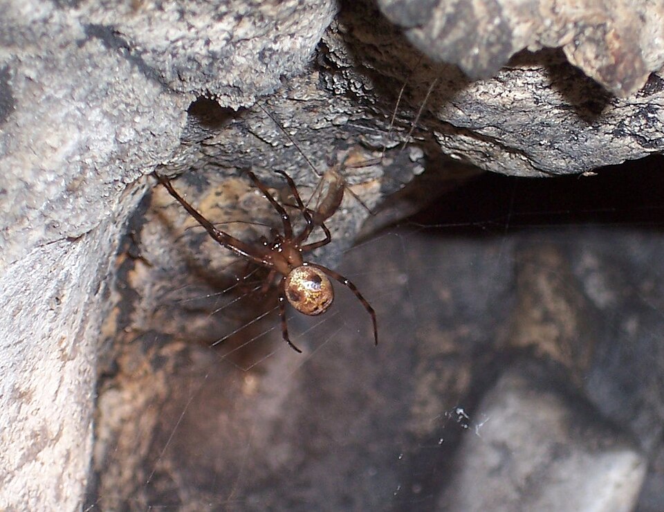 Photo of European cave spider