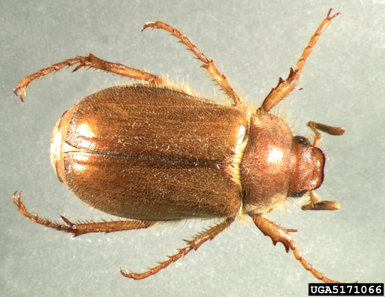 Photo of European chafer