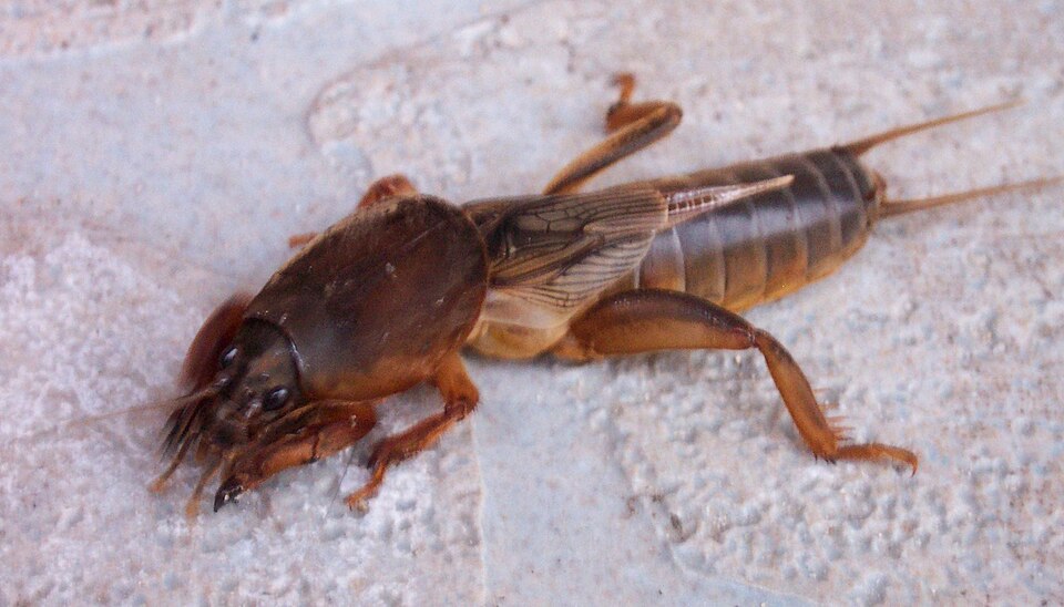 Photo of European mole cricket