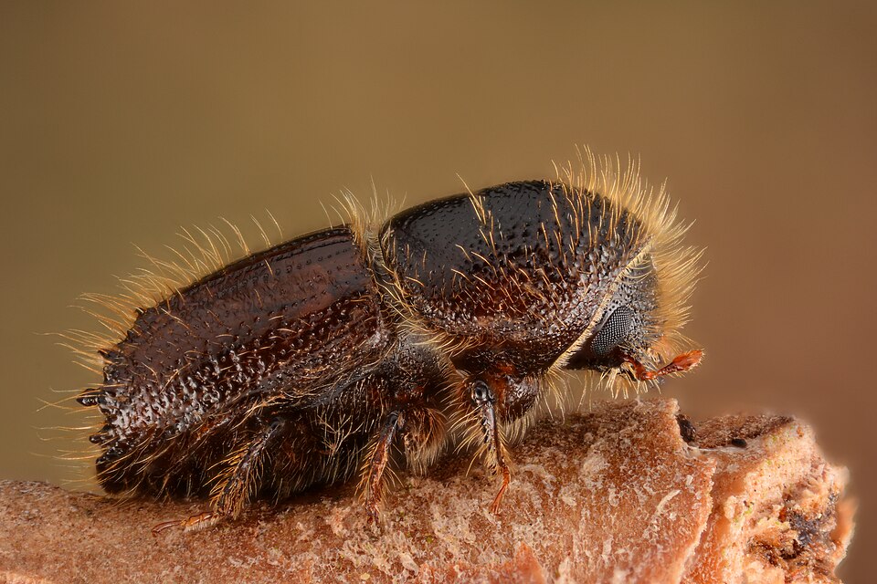 Photo of European spruce bark beetle