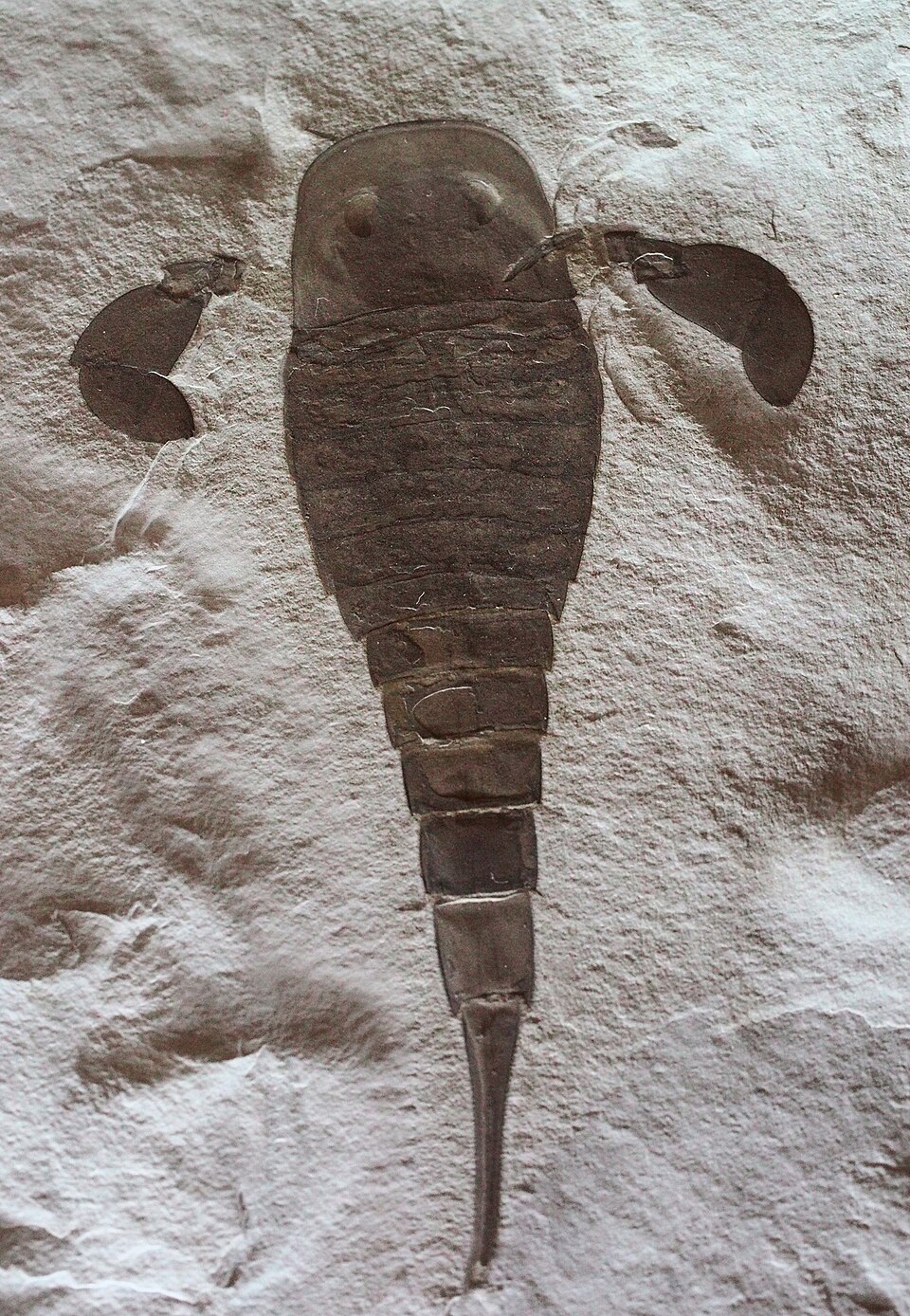 Photo of Eurypterus
