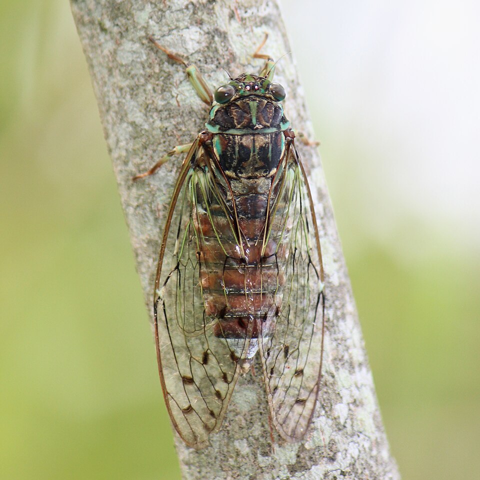 Photo of Evening cicada