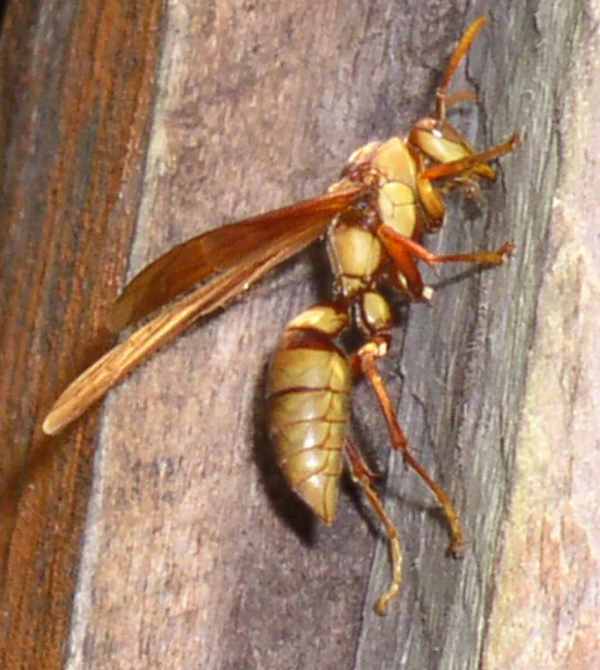 Photo of Executioner wasp