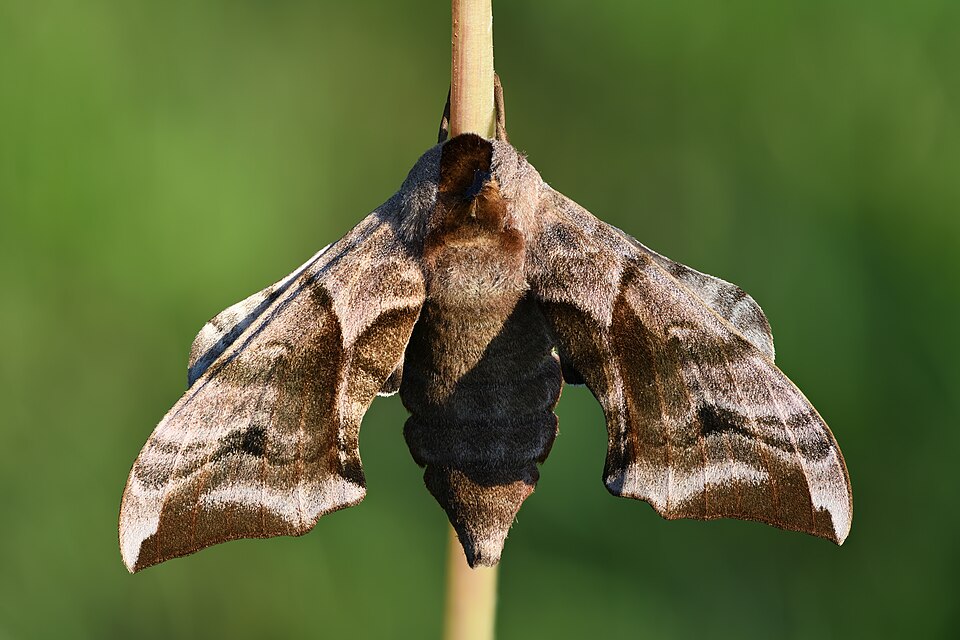 Photo of Eyed hawk-moth