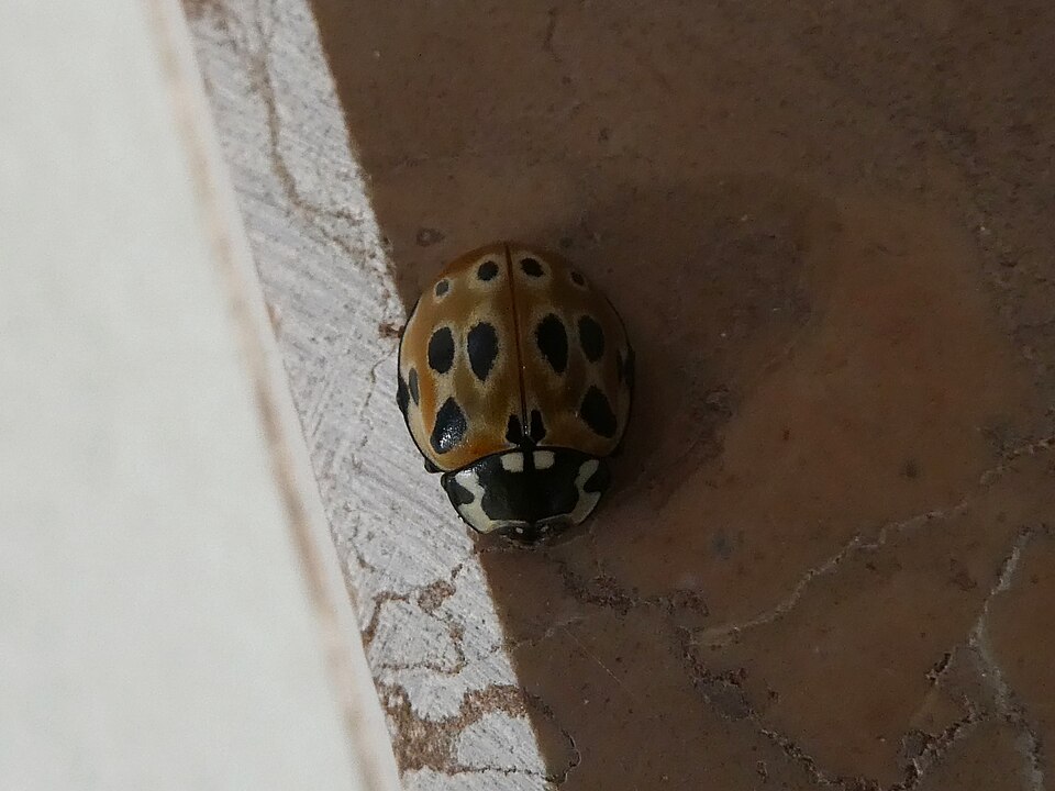 Photo of Silmiktriinu