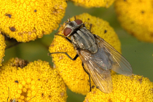 Photo of Face fly