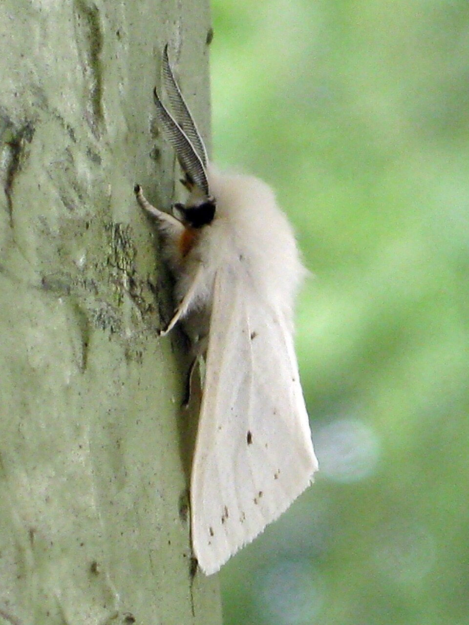 Photo of Fall webworm