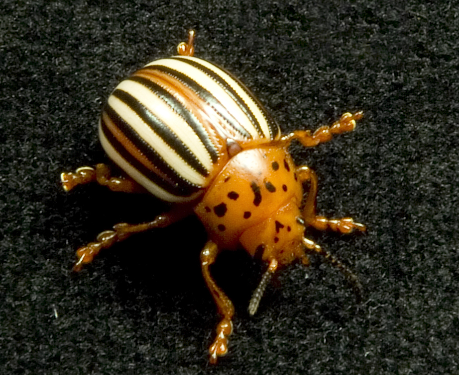 Photo of False potato beetle