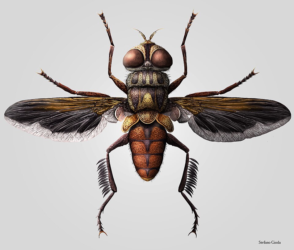 Photo of Feather-legged fly