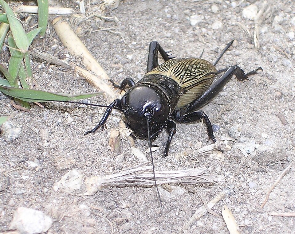 Photo of Field cricket
