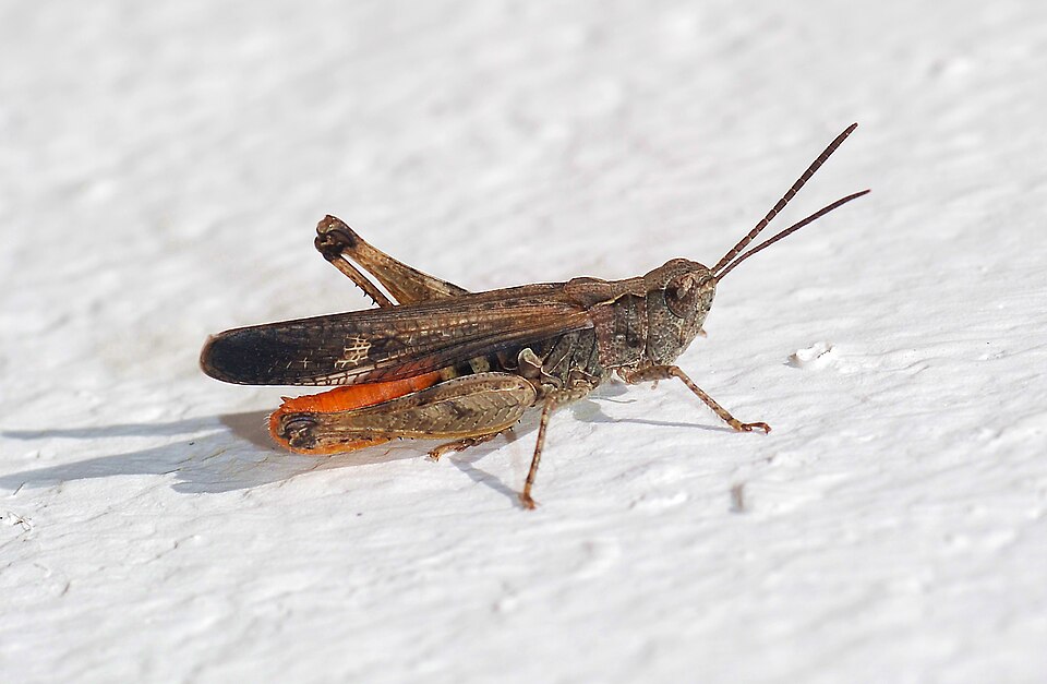 Photo of Field grasshopper