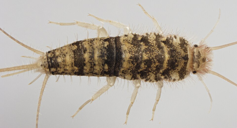 Photo of Firebrat