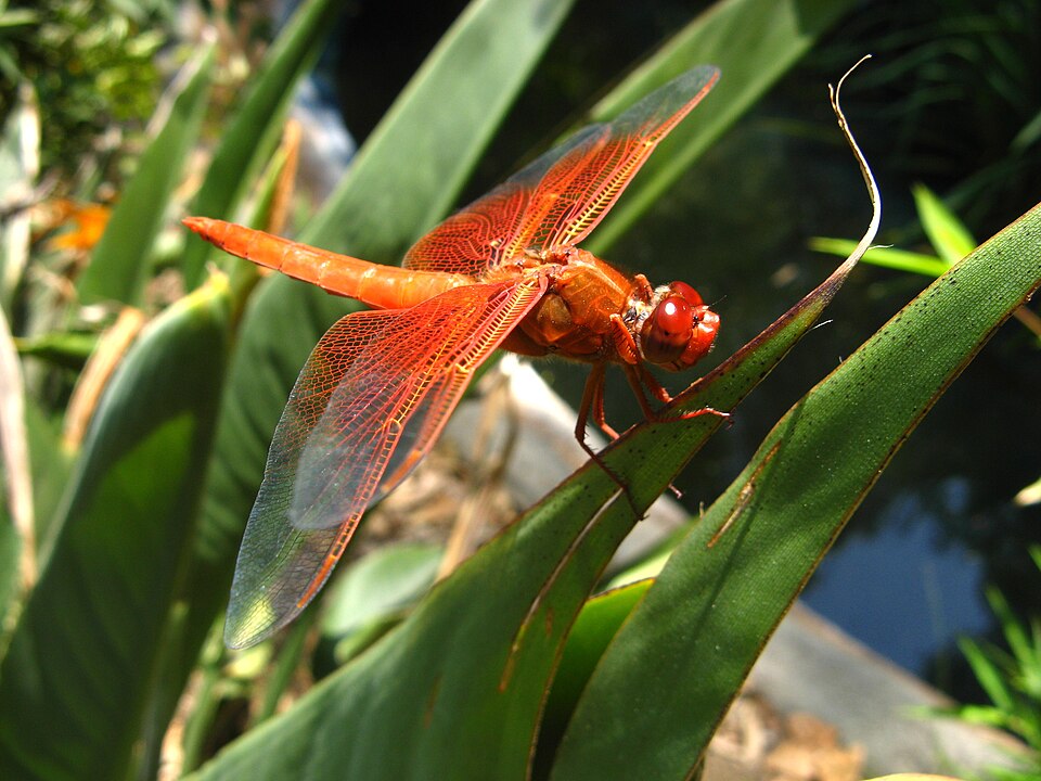Photo of Flame skimmer