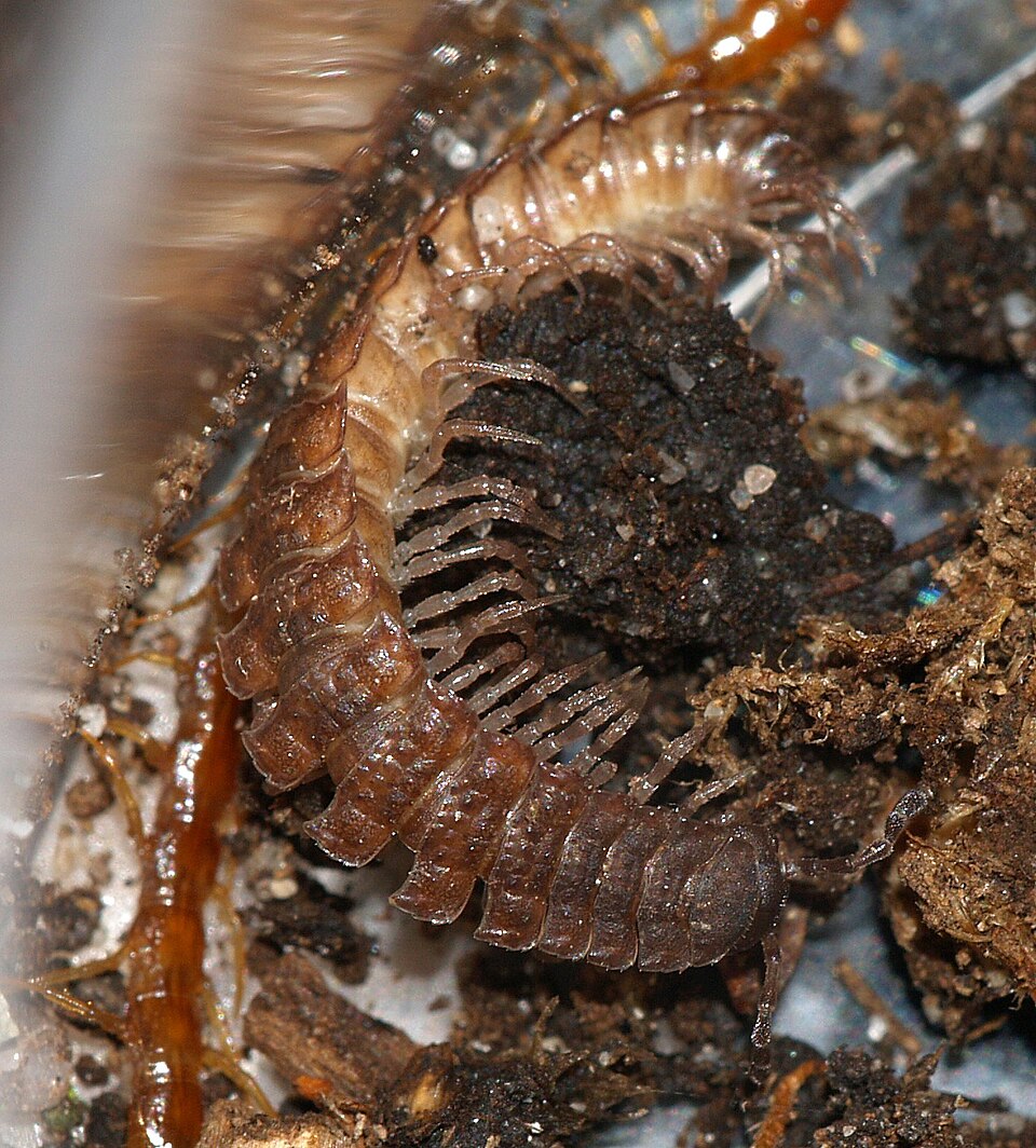 Photo of Flat-backed millipede