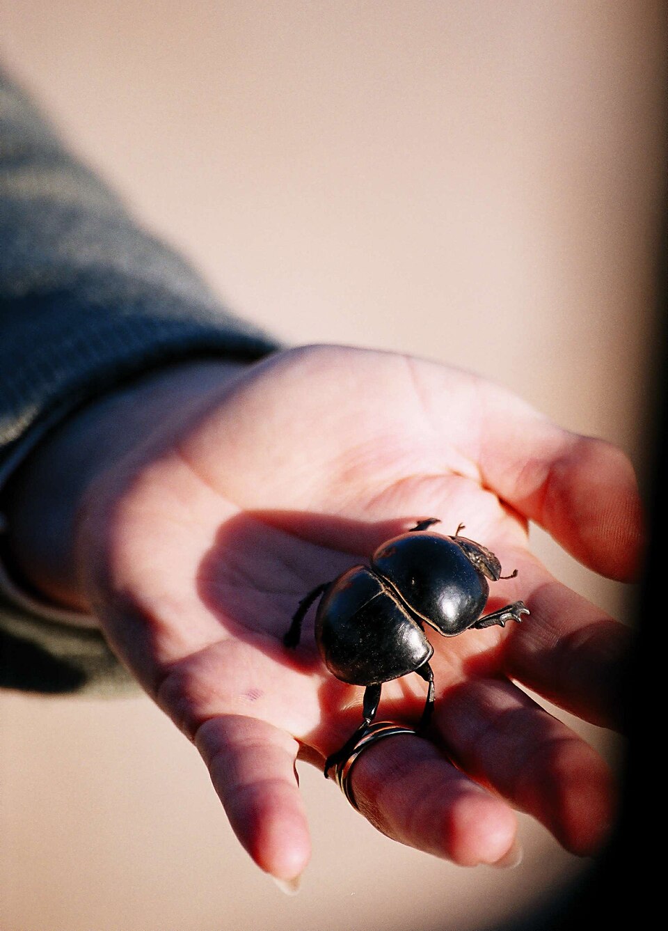 Photo of Flightless dung beetle