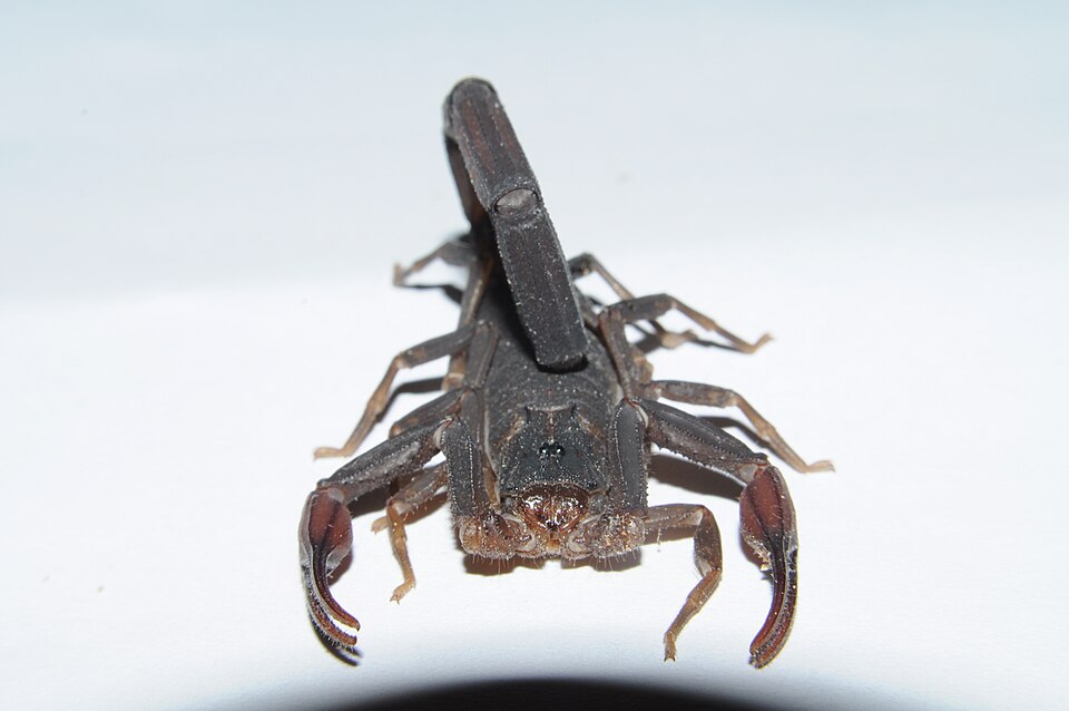 Photo of Florida bark scorpion