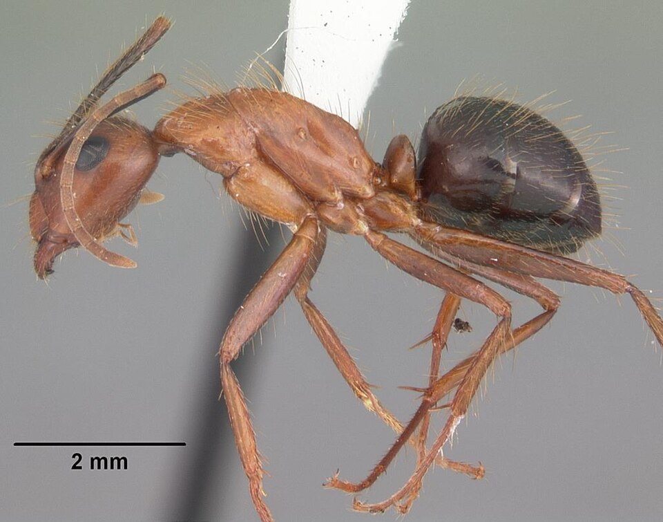 Photo of Florida carpenter ant