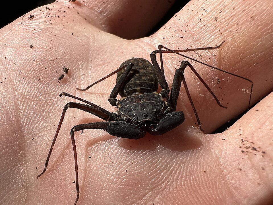 Photo of Florida whip spider