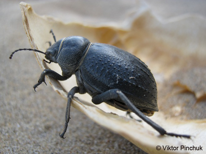 Photo of Fog-basking beetle