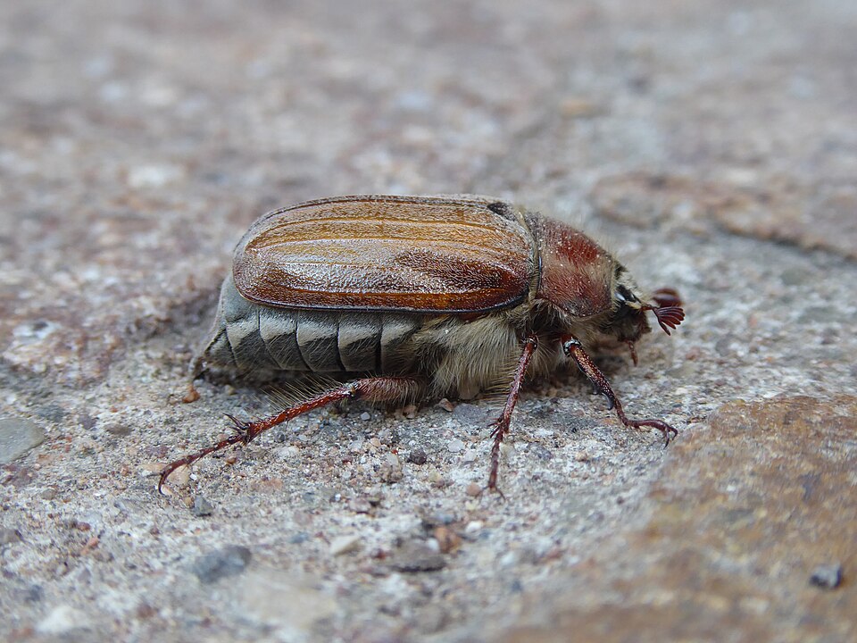 Photo of Forest cockchafer