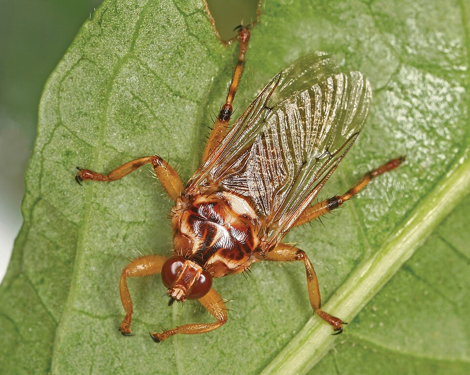 Photo of Forest fly