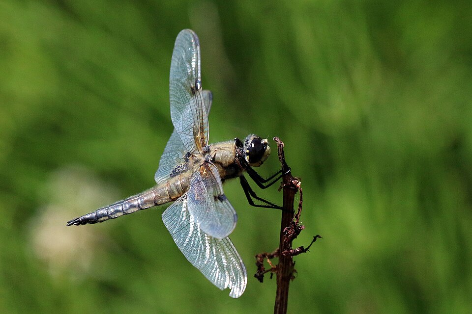 Photo of Four-spotted chaser