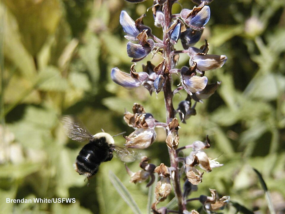 Photo of Franklin's bumblebee