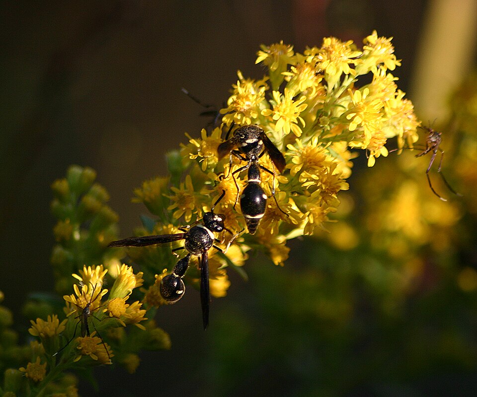 Photo of Fraternal potter wasp