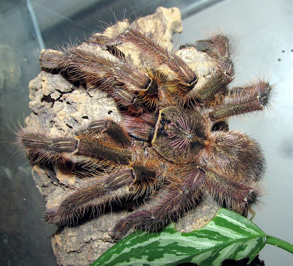 Photo of Fringed ornamental tarantula