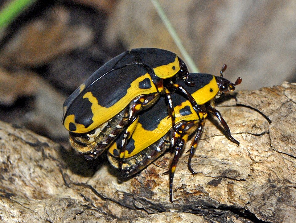 Photo of Garden fruit chafer