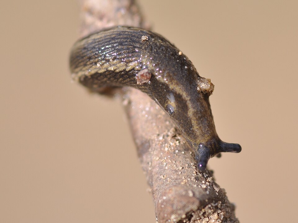Photo of Garden slug